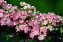 Hawthorn_Blossom
